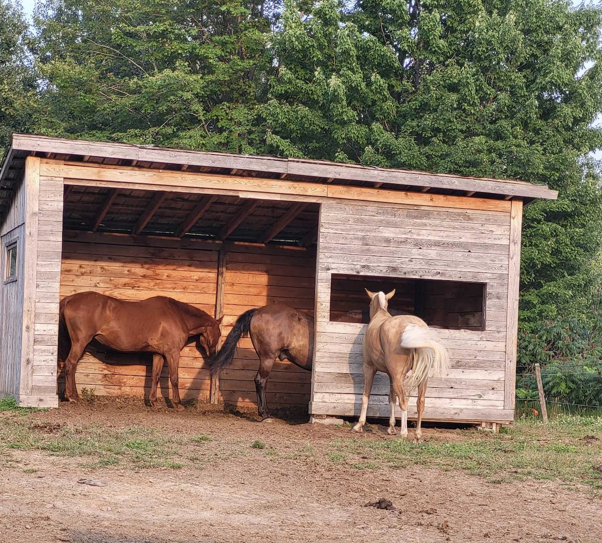 Pension pour chevaux